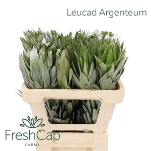 Leucad Argenteum