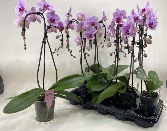 <h4>PHAL OV ROZE</h4>