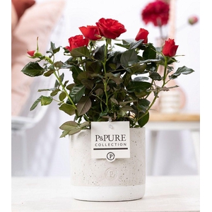 Rosa red in P&PURE Jade ceramics