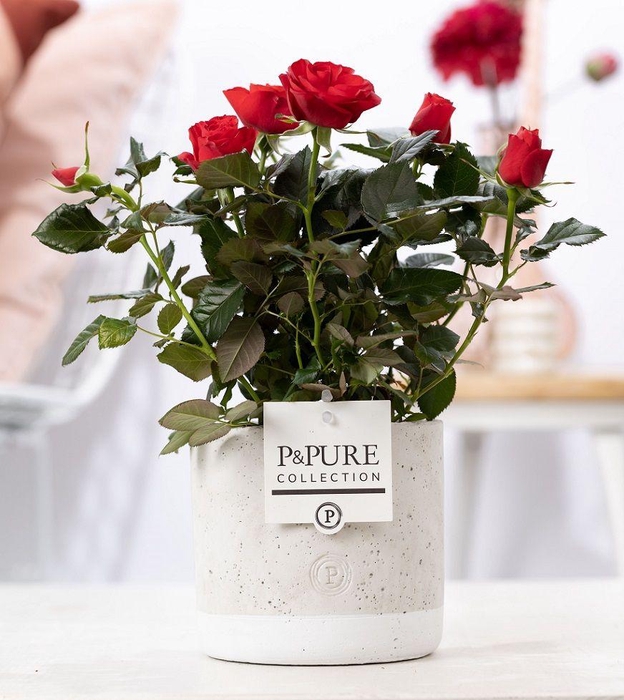 <h4>Rosa red in P&PURE Jade ceramics</h4>