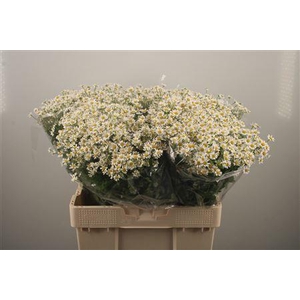 Tanacetum Pa Cameron