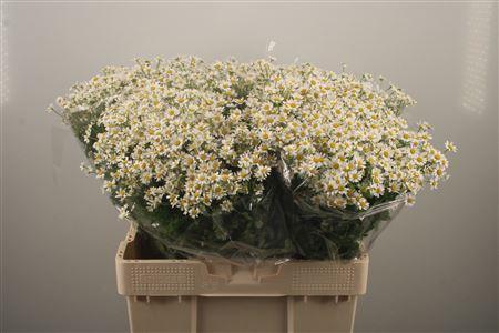 <h4>Tanacetum Pa Cameron</h4>