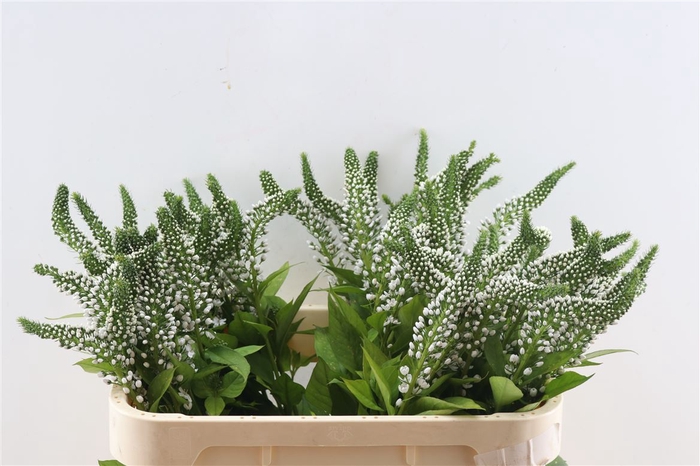 <h4>Lysimachia Jumbo</h4>