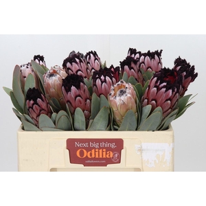 PROTEA M DIDI