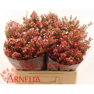 CHAME UN MY SWEET 16