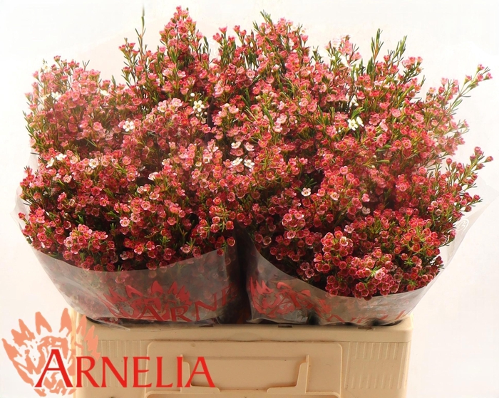 <h4>CHAME UN MY SWEET 16</h4>