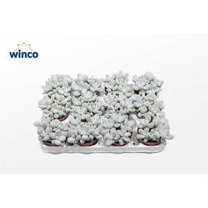 PACHYPHYTUM OVIFERUM