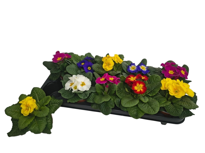 <h4>PRIM AC PARADISO GEM</h4>