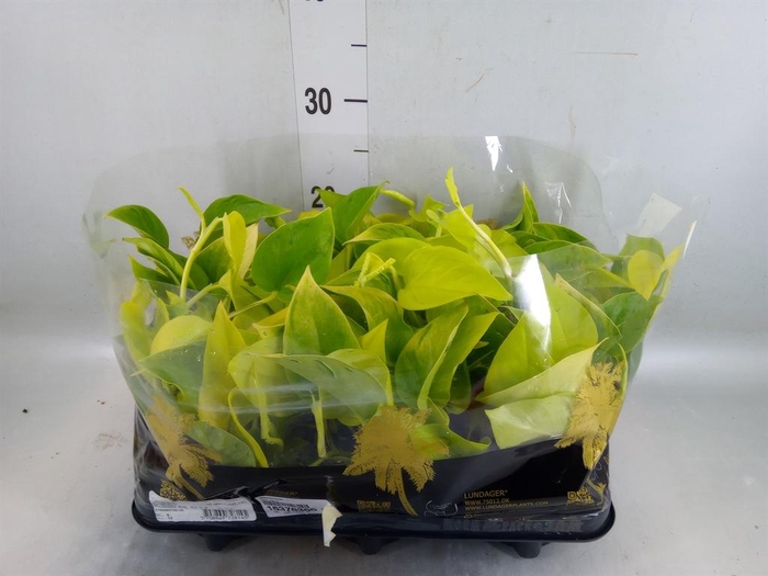 <h4>Epipremnum ...</h4>