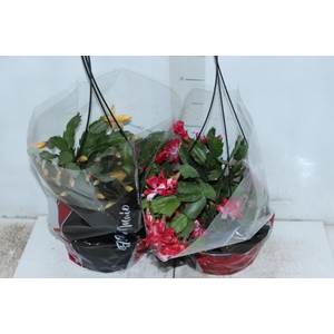 FLOR DE MAIO C21
