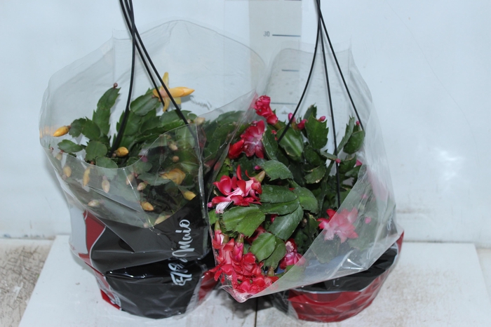 <h4>FLOR DE MAIO C21</h4>