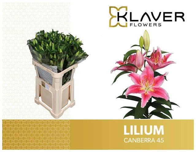 <h4>LI OR CANBERRA</h4>