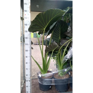Alocasia  'Regal Shields'