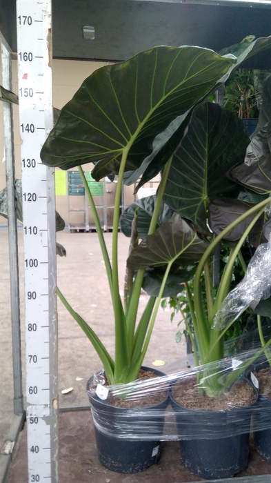 <h4>Alocasia 'Regal Shields'</h4>