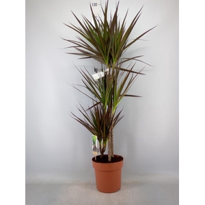 Dracaena marg. 'Magenta'