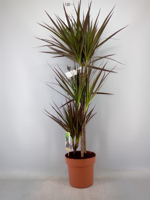 <h4>Dracaena marg. 'Magenta'</h4>