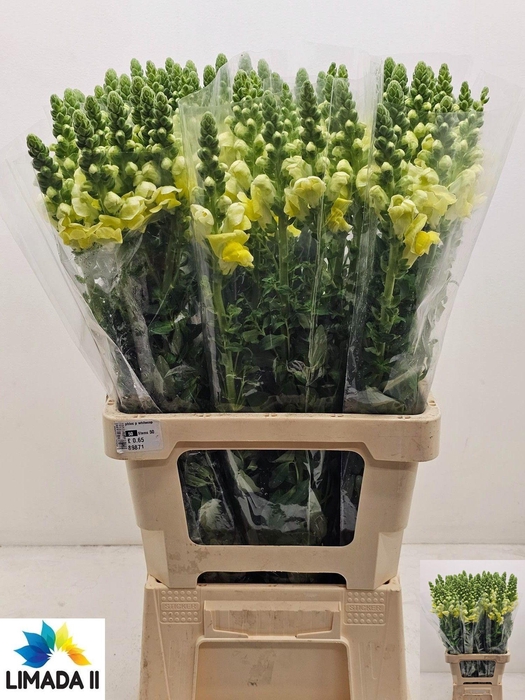 <h4>ANTIR POTO YELLOW</h4>