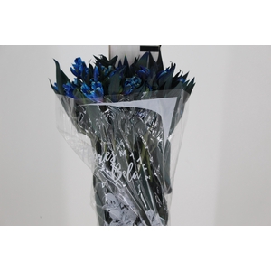 ALSTROEMERIA TINGIDA 080 CM AZUL