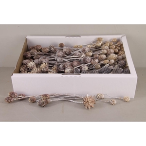 DF Leucadendron Mix Whitewash