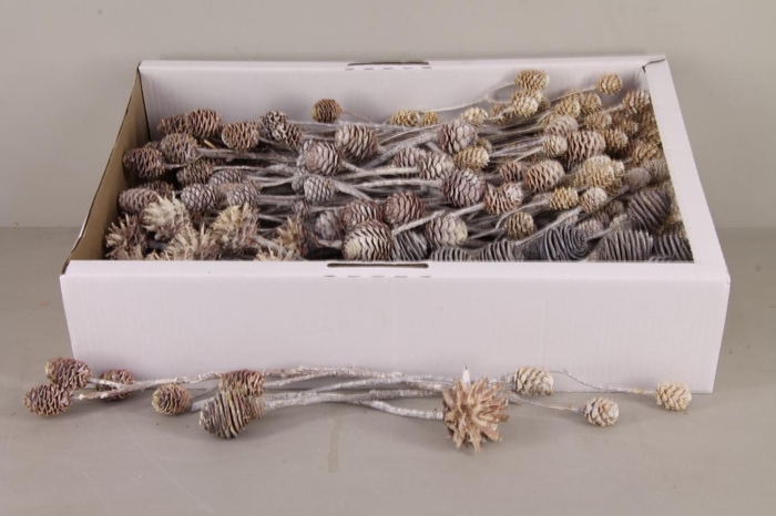 <h4>DF Leucadendron Mix Whitewash</h4>