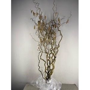 Corylus (2-jarig)
