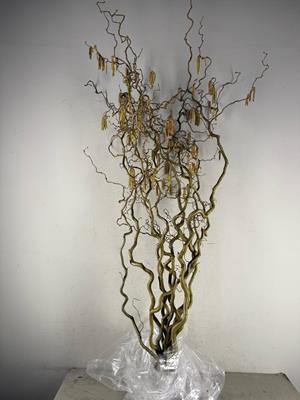 <h4>Corylus (2-jarig)</h4>