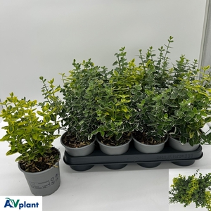 EUONYMUS FORTUNEI