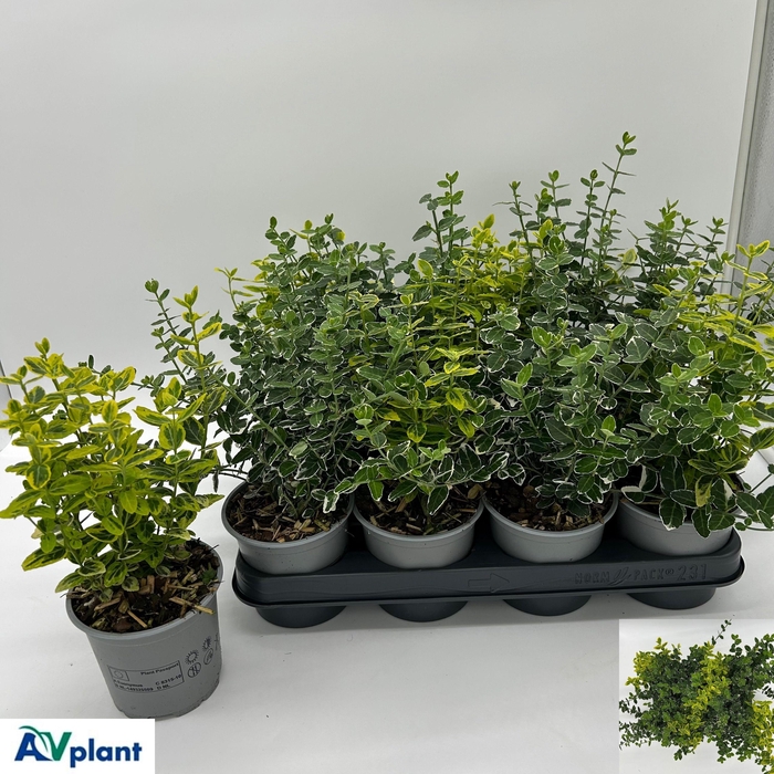 <h4>EUONYMUS FORTUNEI</h4>