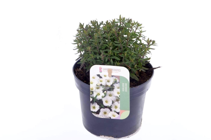 <h4>Arenaria montana</h4>