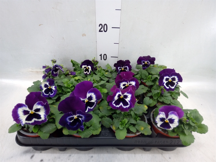 <h4>Viola wr. 'Alpha Purple White'</h4>