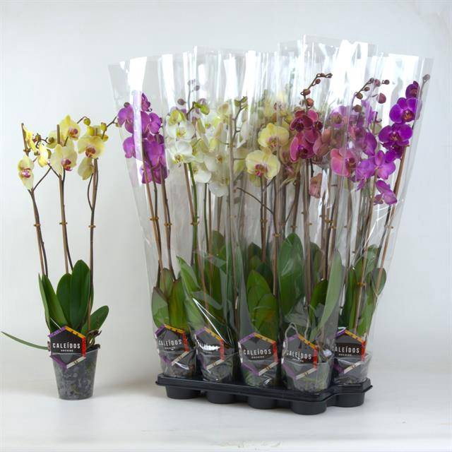 <h4>PHAL GEM</h4>