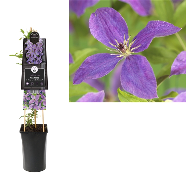 <h4>Clematis So Many® Lavender Flowers PBR +3.0 label</h4>