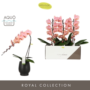 Phalaenopsis overig oranje (meerder