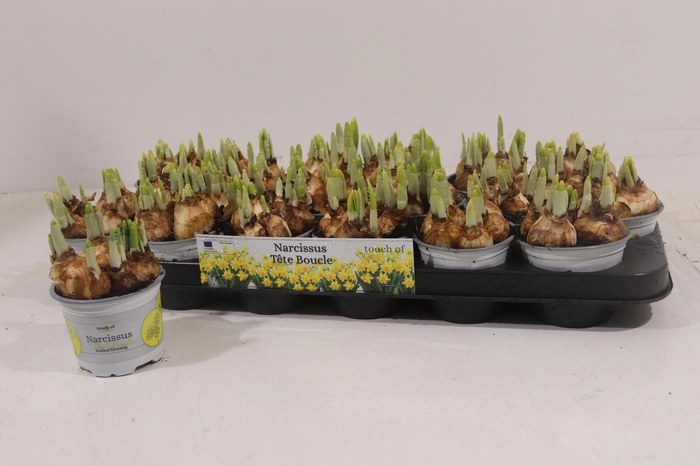 <h4>NARC D TETE BOUCLE</h4>