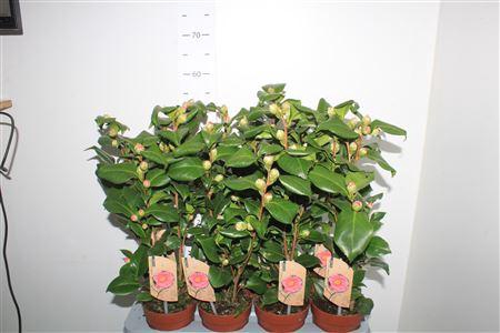 <h4>Came J Dr King 15+</h4>