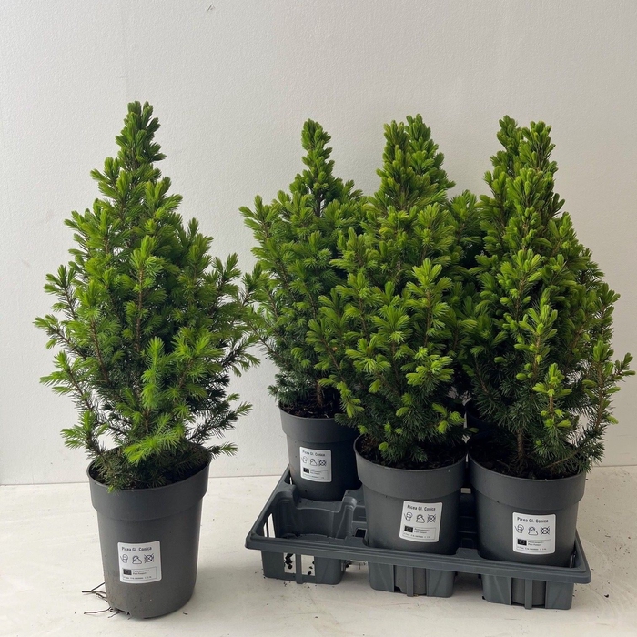 <h4>PICEA GL CONICA</h4>