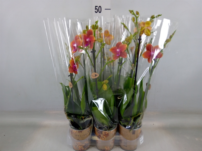 <h4>Phalaenopsis multi.   ...orange</h4>