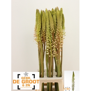 EREMURUS HIMALAICUS