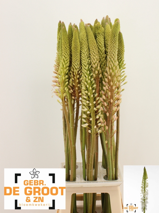 <h4>EREMURUS HIMALAICUS</h4>
