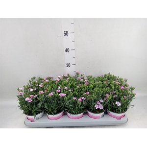 Dianthus  'Pink Kisses'