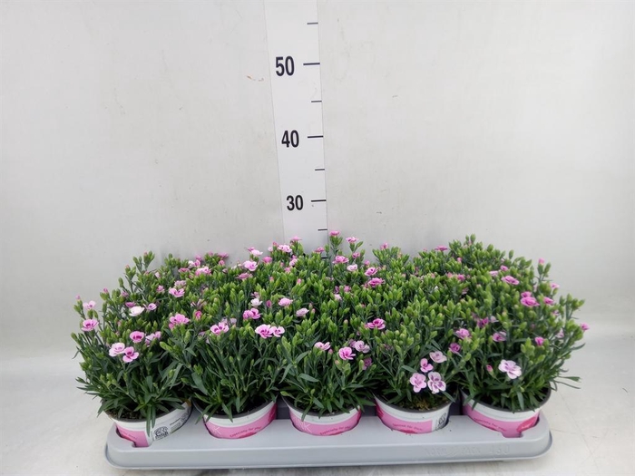 <h4>Dianthus  'Pink Kisses'</h4>