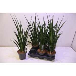 arr8 Sansev Kirki Friends