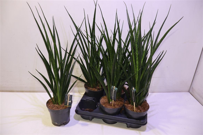 <h4>arr8 Sansev Kirki Friends</h4>