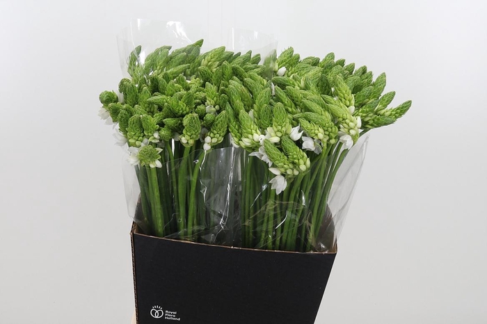 <h4>Ornithogalum Thyrsoides</h4>
