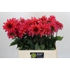 Dahlia Pink Punk