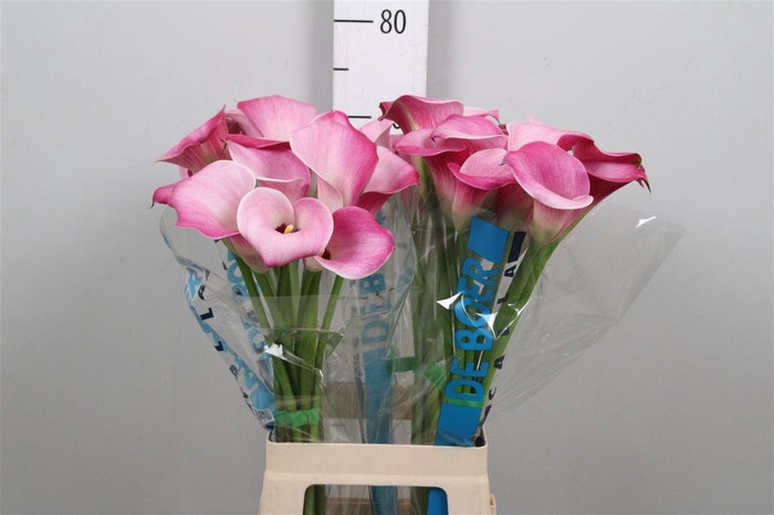 <h4>Zant Fantasia</h4>