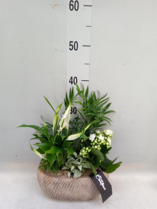 <h4>Arr.   Kamerplant Bloei H%</h4>