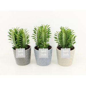 Euphorbia Trigona Groen in Gaia keramiek