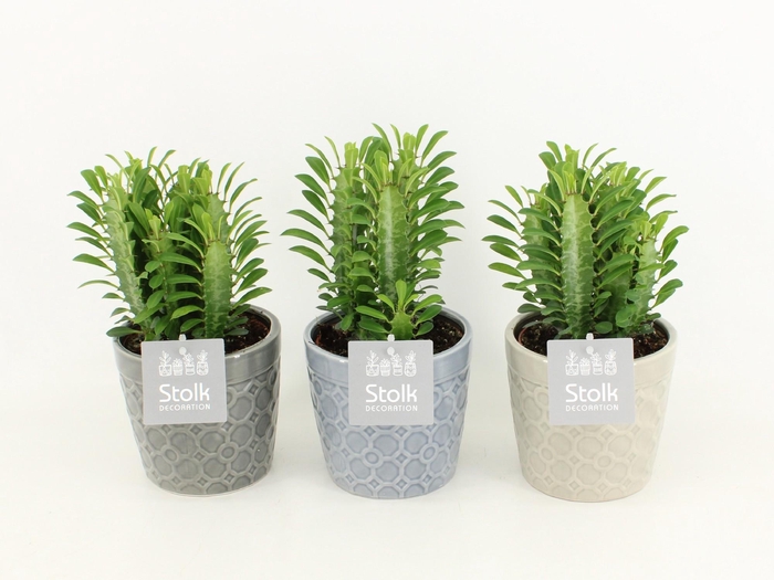 <h4>Euphorbia Trigona Groen in Gaia keramiek</h4>