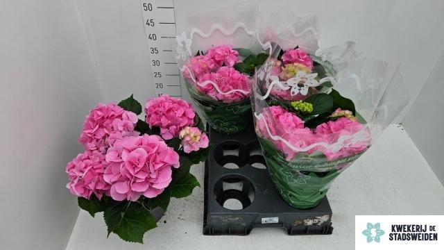 <h4>HYDR M MONACO</h4>